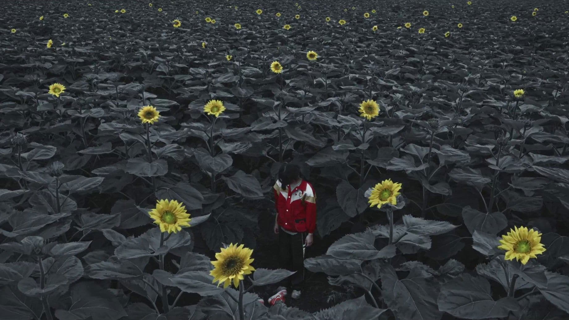 Song Jia