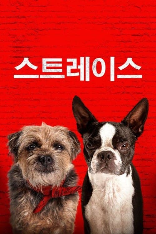 스트레이스