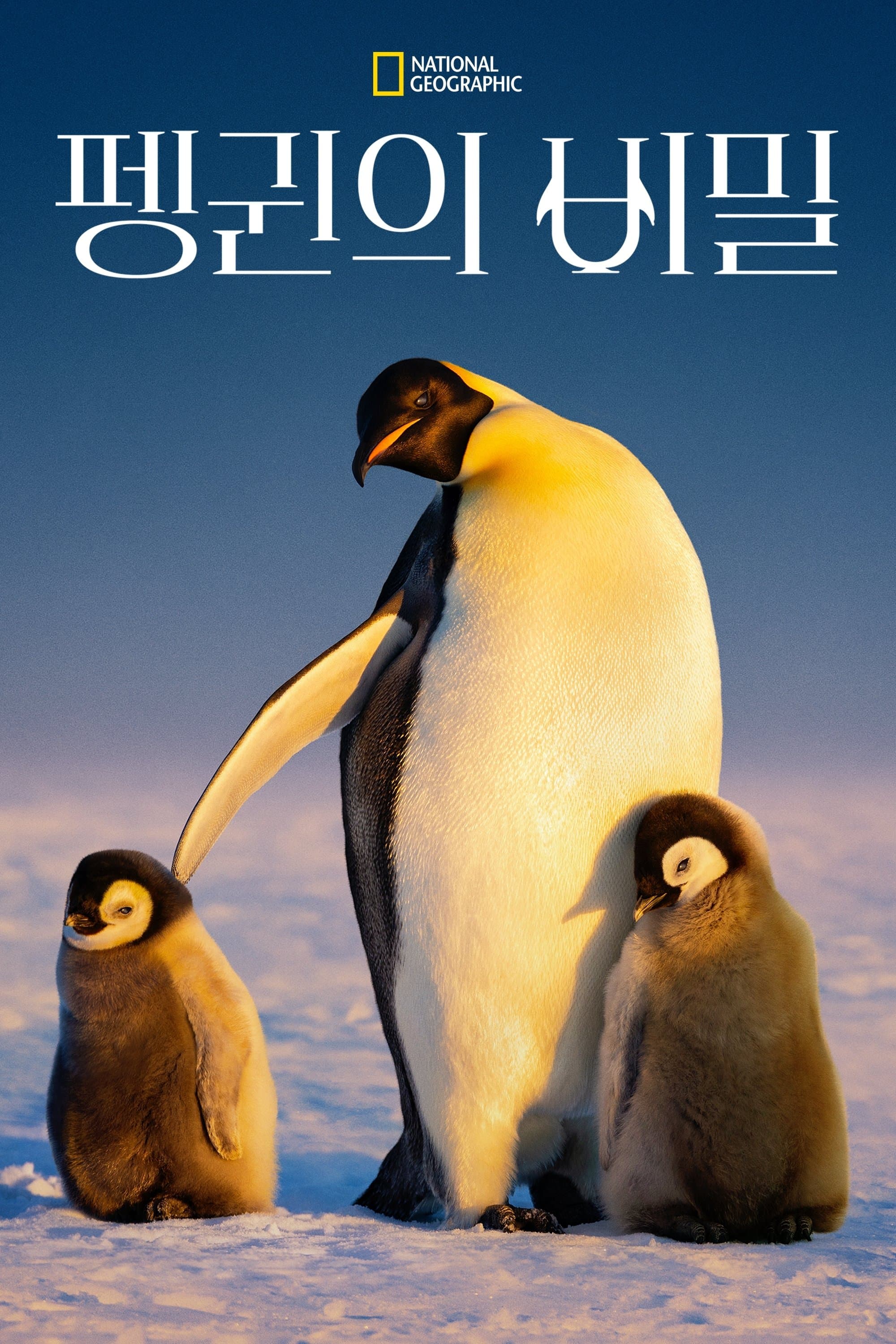 펭귄의 비밀