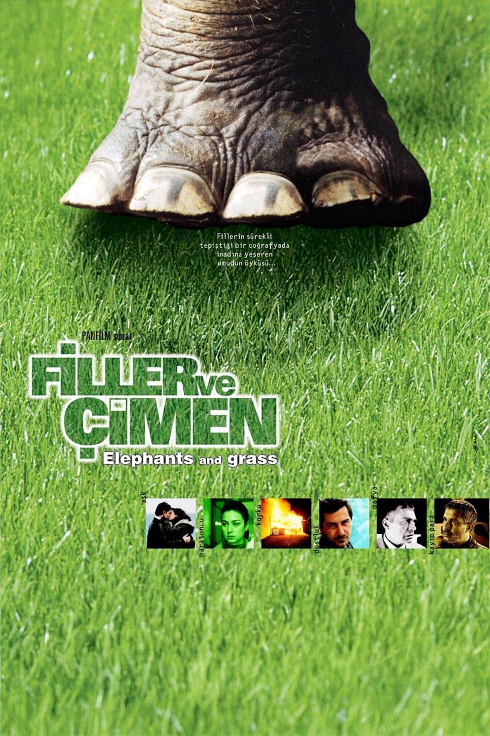 Elefanten und Gras
