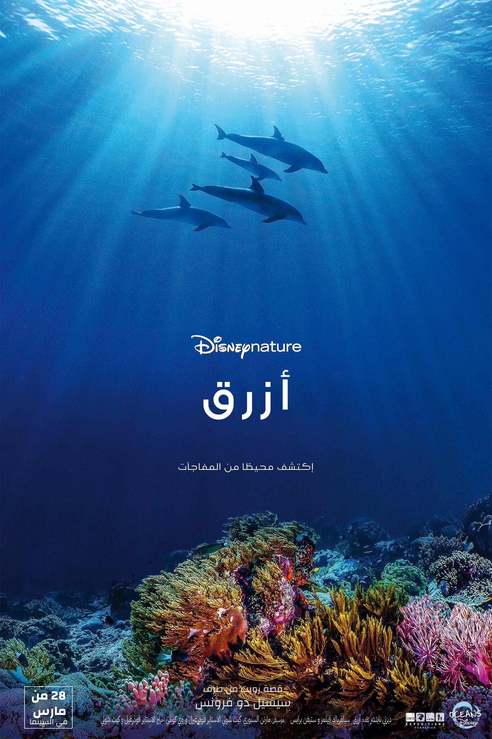 Dolphin Reef