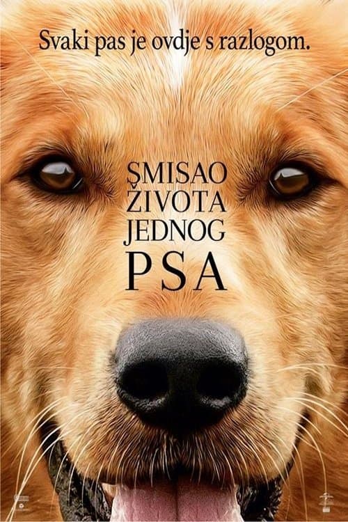 Smisao života jednog psa