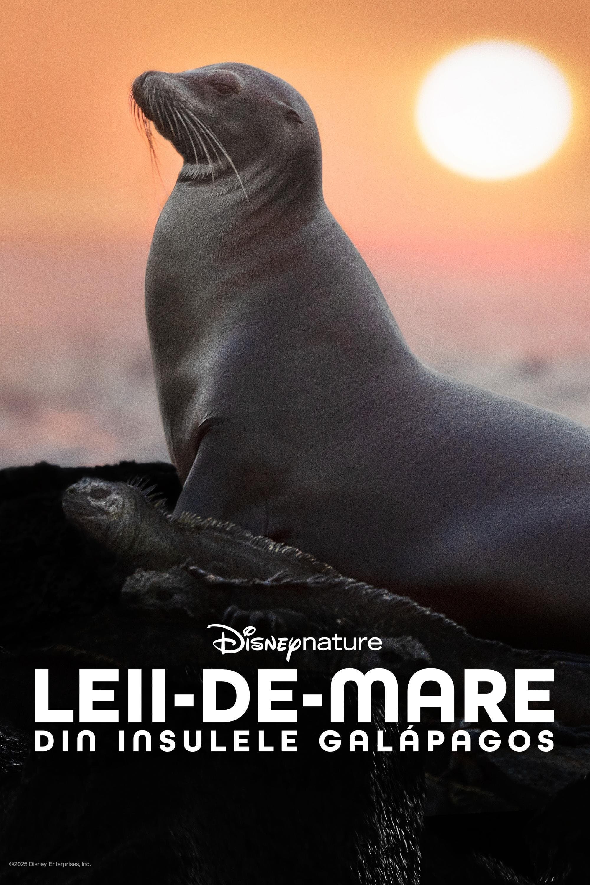 Sea Lions of the Galapagos