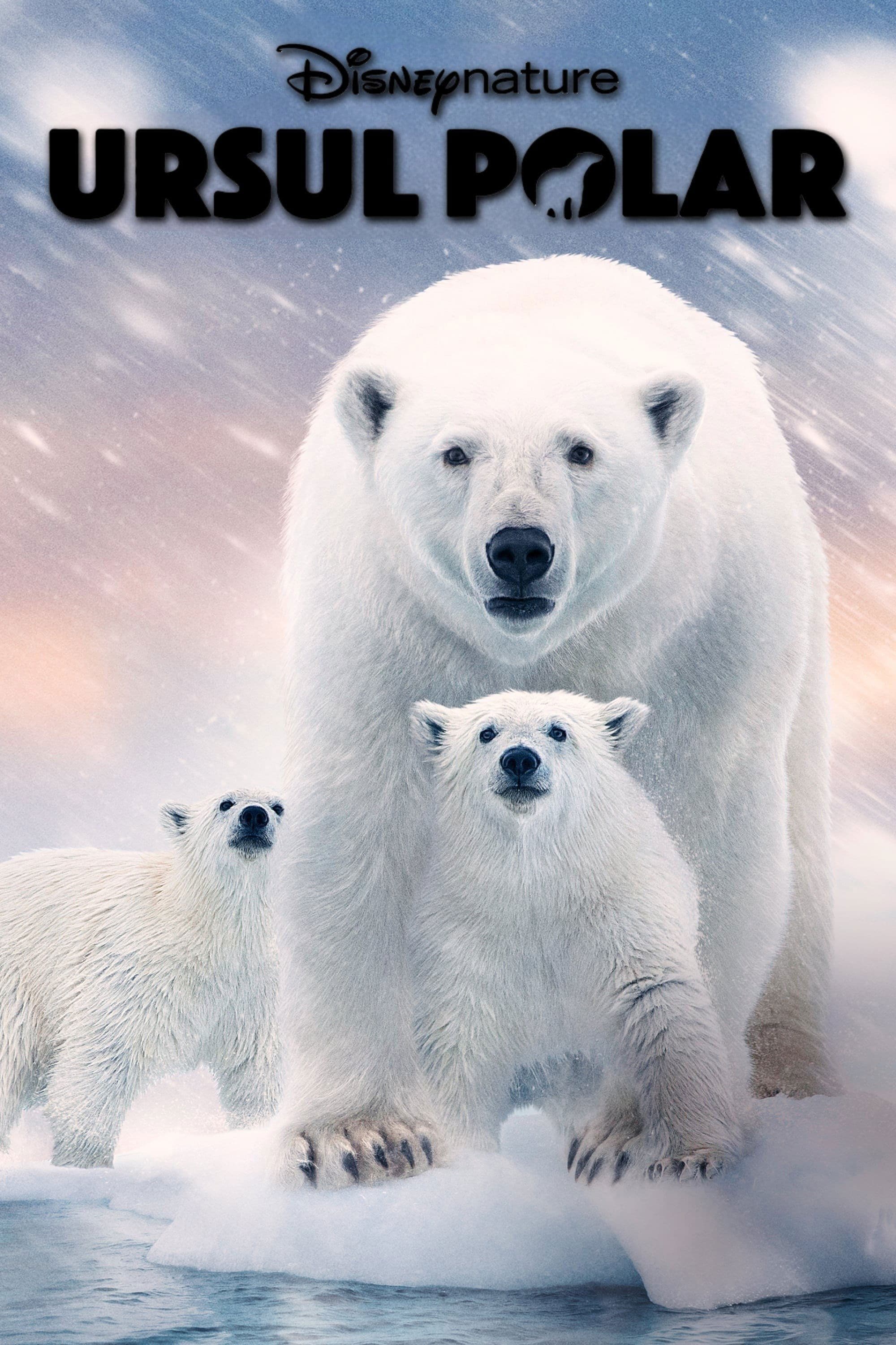Ursul polar