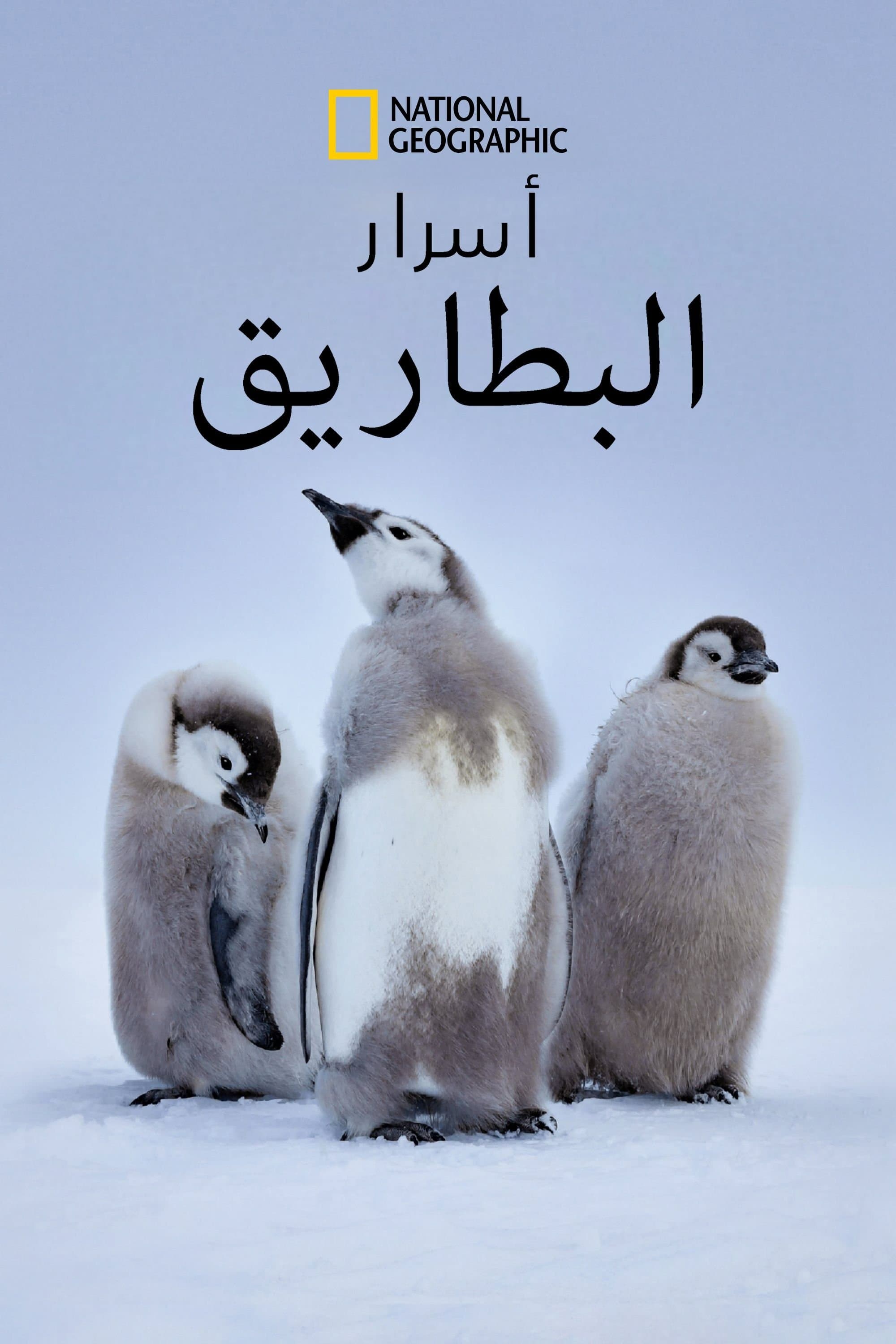 Secrets of the Penguins