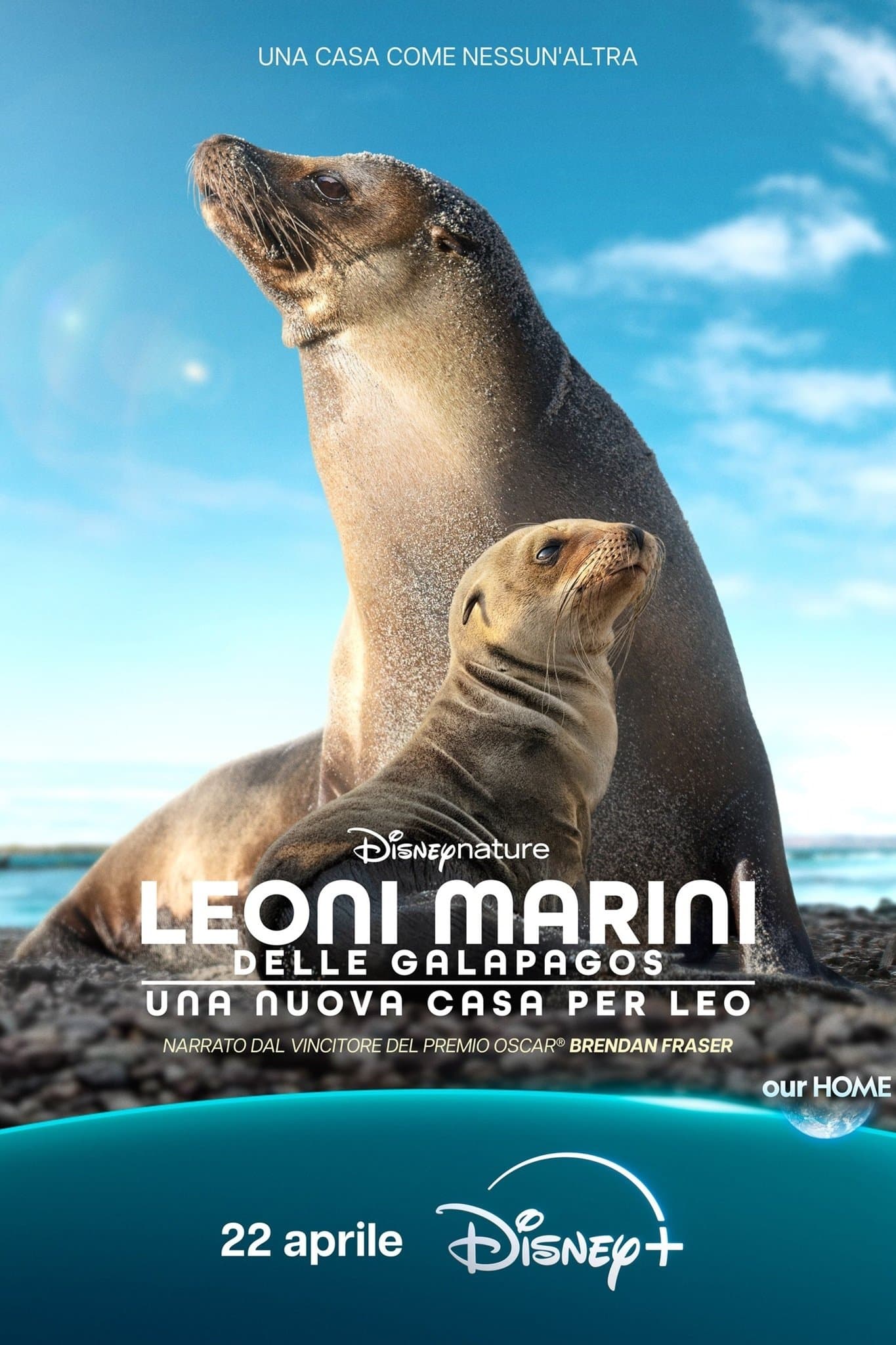 Sea Lions of the Galapagos