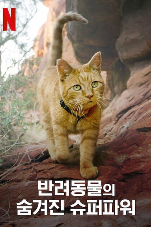 반려동물의 숨겨진 슈퍼파워