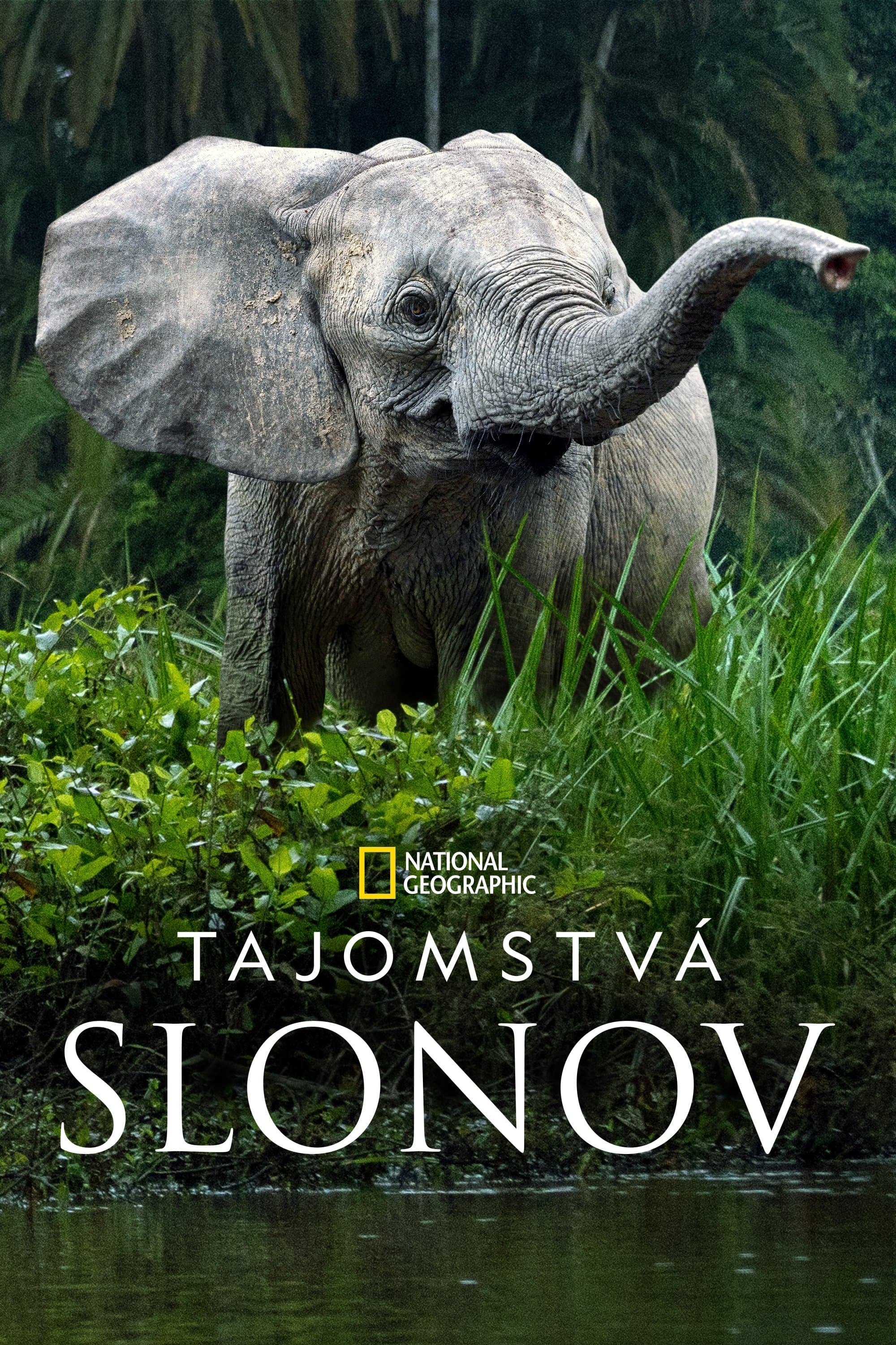 Tajomstvá slonov