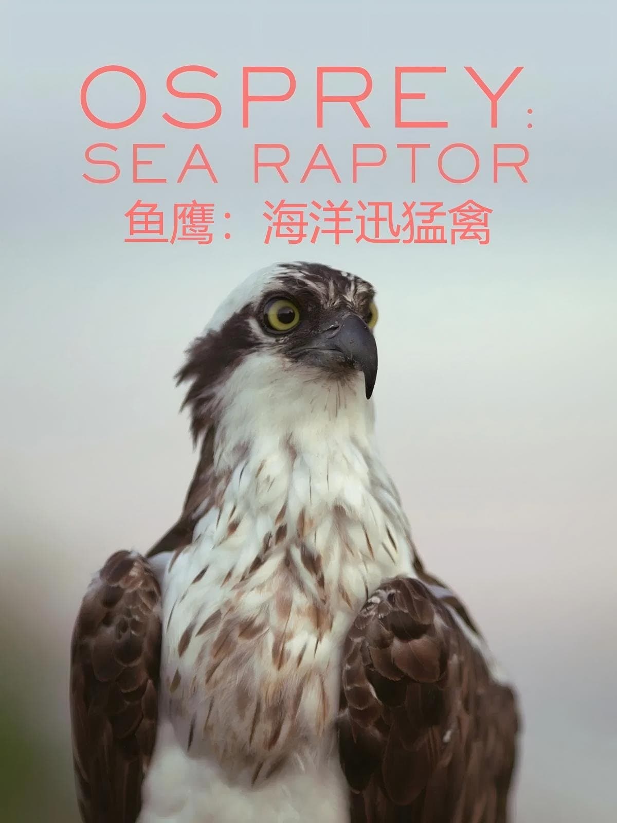 鱼鹰：海洋迅猛禽